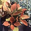 Mature Succulent Plant Copper Spoons