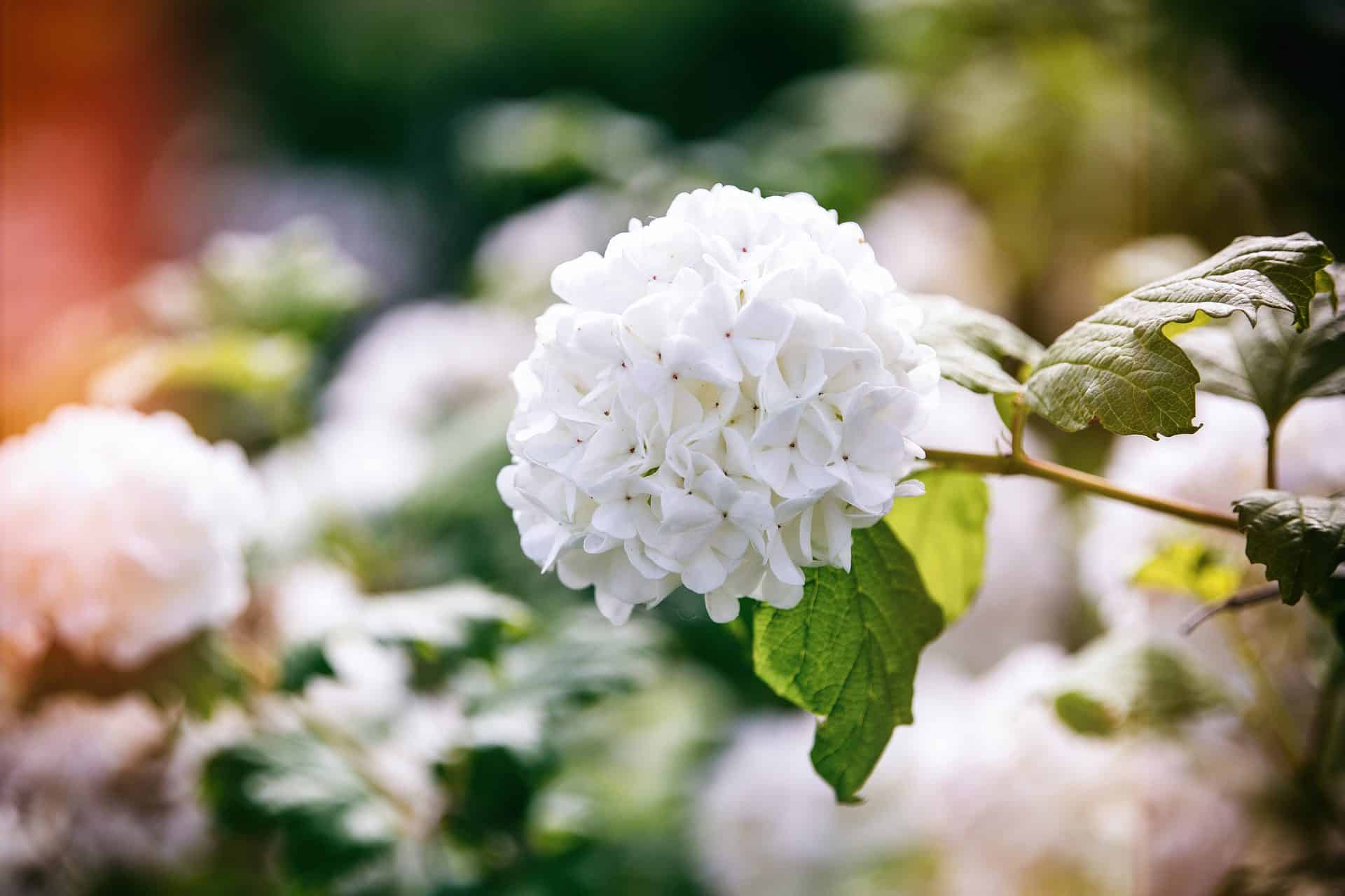 Viburnum light condition