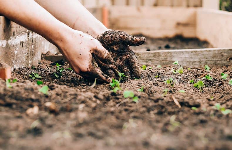 Transplanting vs Direct Seeding