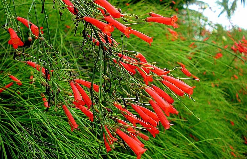 firecracker plant with red blooms