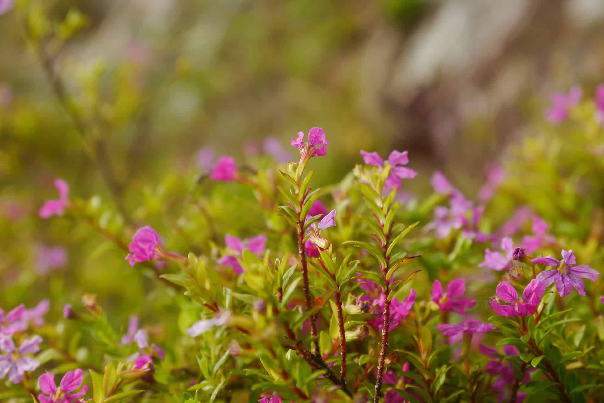 mexican heather plant temperature and humidity