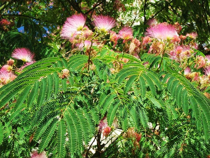 flowerig mimosa tree