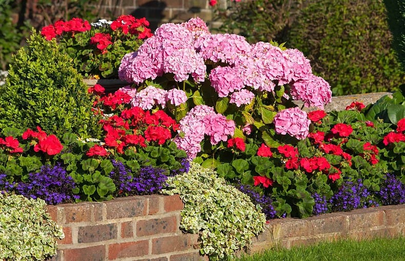 front yard flowering shrubs