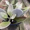 Mature Succulent Plant Kalanchoe Grey Ghost