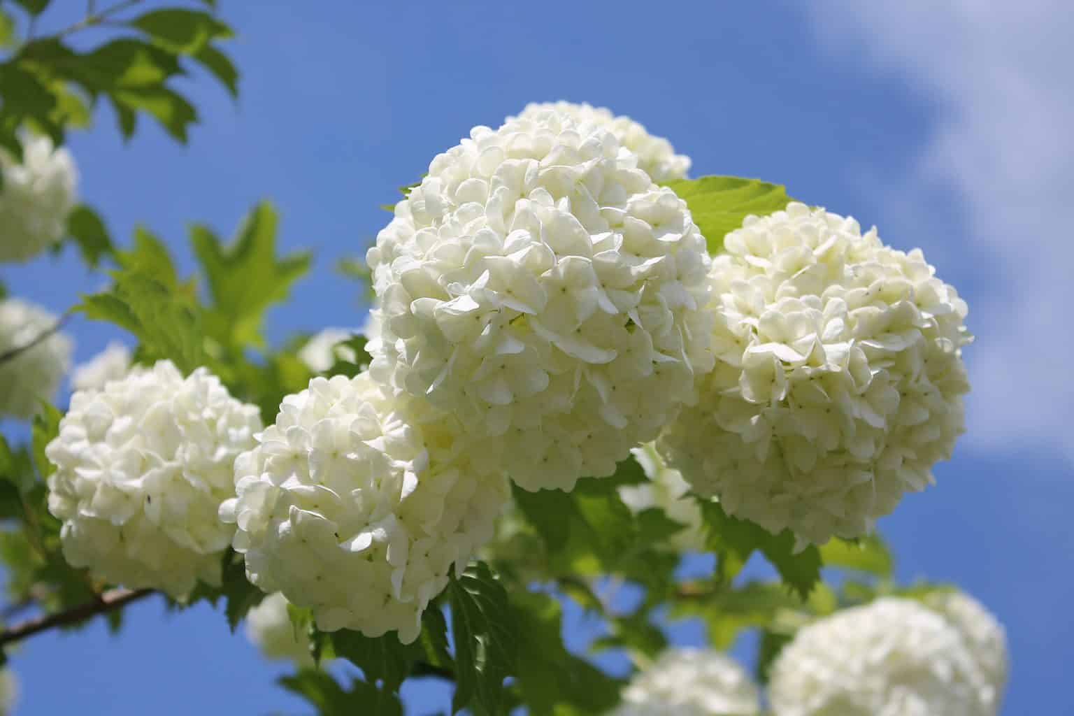 Tips to Grow and Care For Snowball Bush Viburnum Plantly