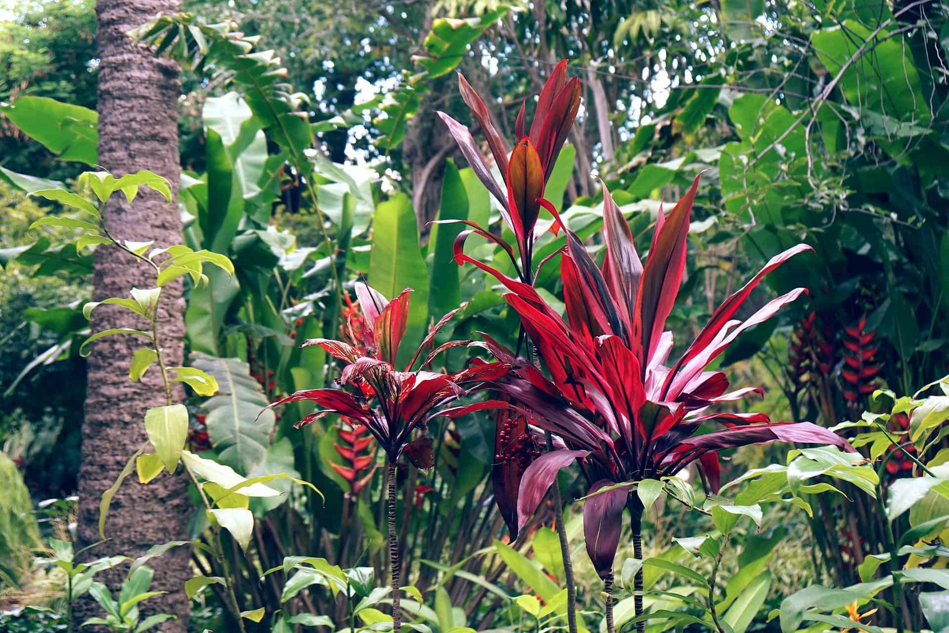 cordyline growing in a tropical area