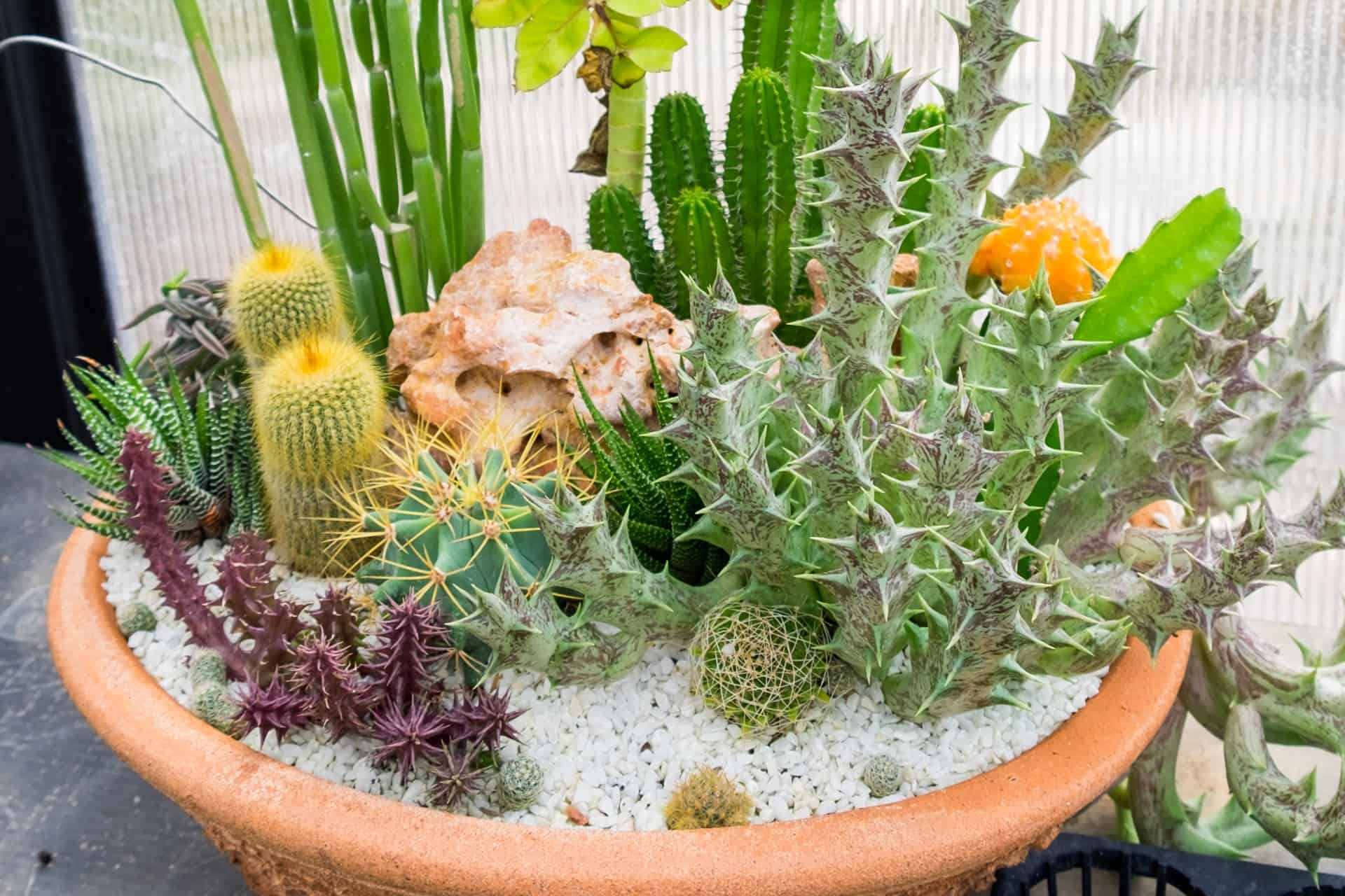 Best Plant Groupings Guide Plantly