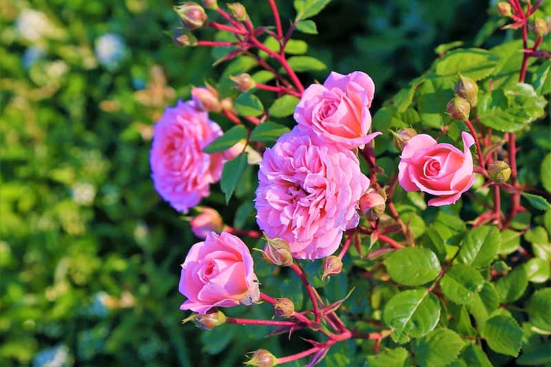 pink knock out rose