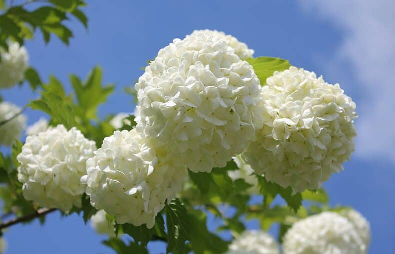 Snowball Bush Viburnum flowers