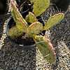 Cactus Plant Mature Opuntia 'Sunburst'.