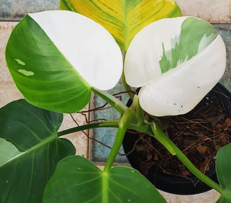 philodendron white knight @flickr
