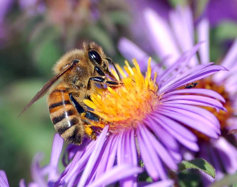 honeybee and a flowering purple plant