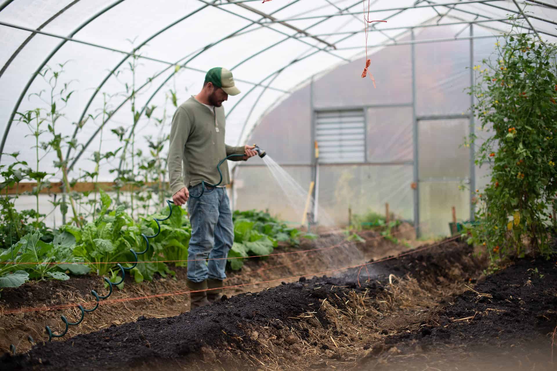 sowing seed in a greenhouse