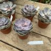 Succulent Echeveria Perle Von Nurnberg 4" Pot Live Plant
