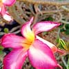 Adenium Obesum Impala Lily Plant Ships Free.