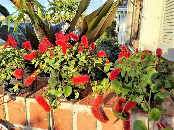 red flowers in pots on brick wall near window