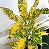 Gold Dust Croton Plant Ships Free.
