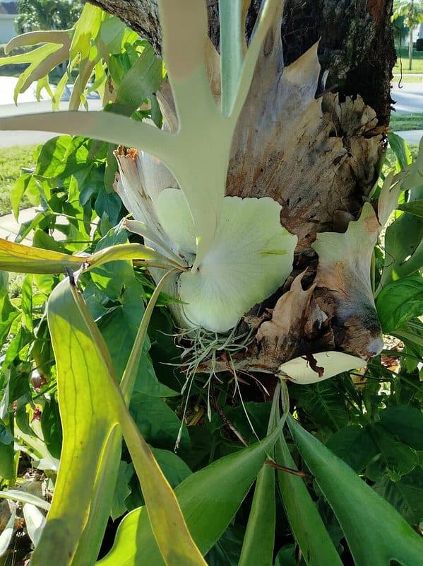 Staghorn Epiphyte Fern Ships Free.