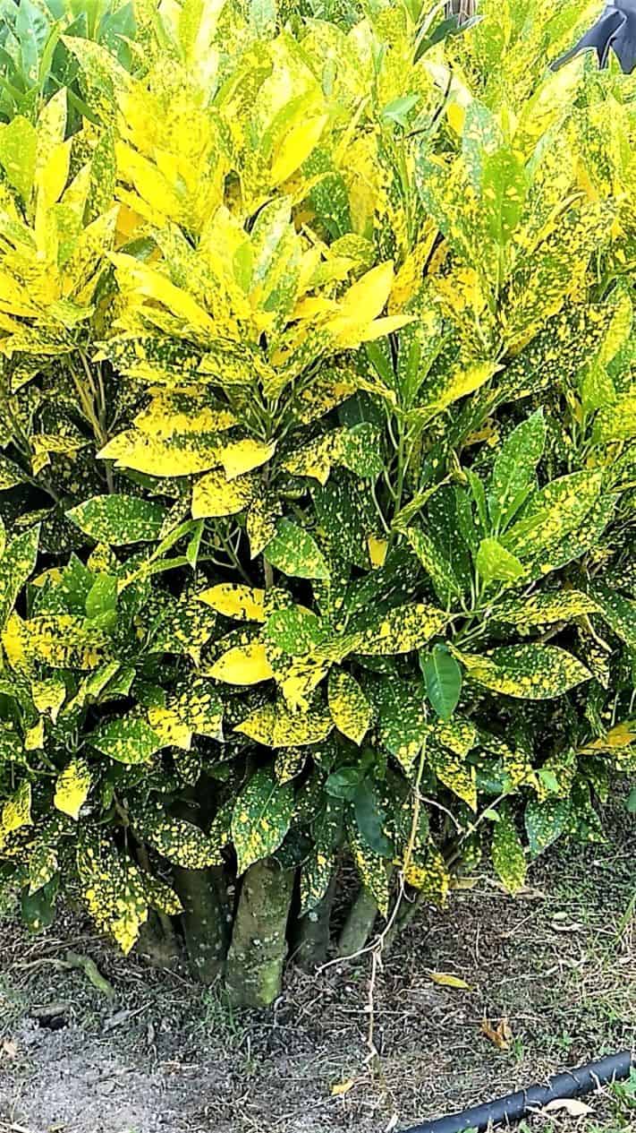 Buy Online Gold Dust Croton Plant Plantly