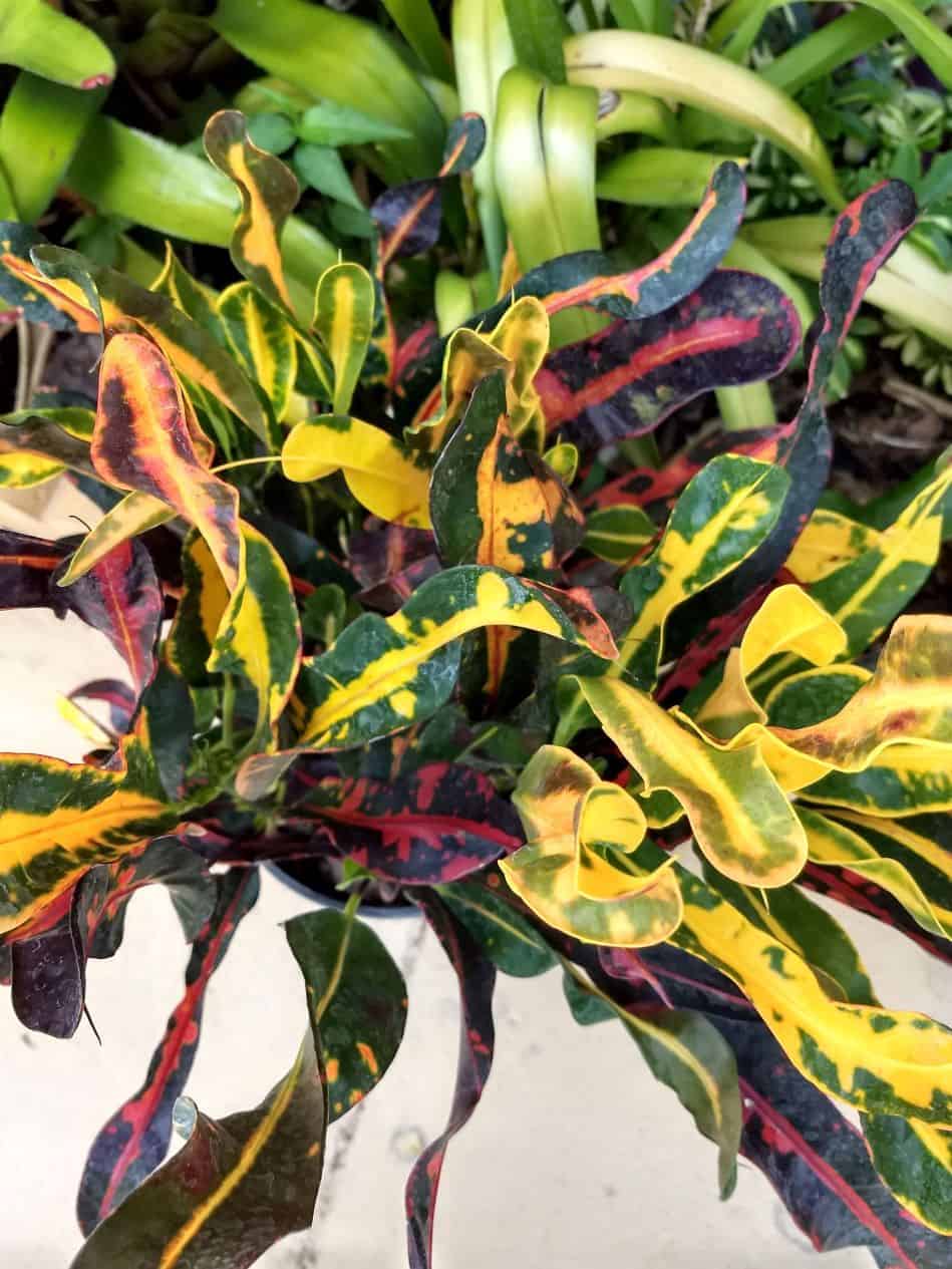 Corkscrew Mammy Croton Ships Free. Plantly