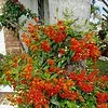 Mexican Flame Vine Best Pollinator Ships Free.