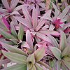 Tri Color Dwarf Oyster Plants Tradescantia Spathacea Ships Free.