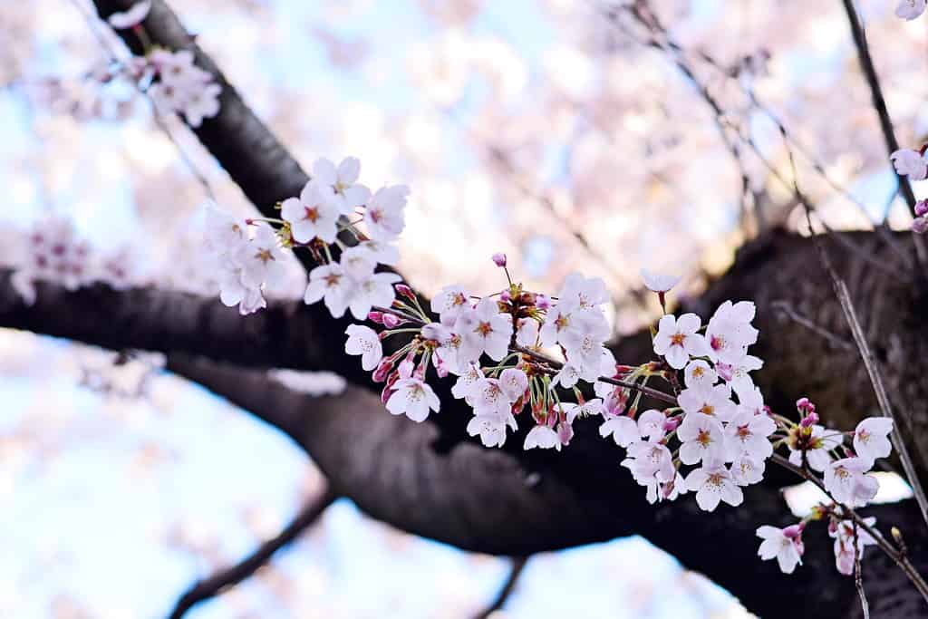 yoshino cherry tree @flickr