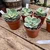 Echeveria Succulent Imbracata 4" Pot Live Plant