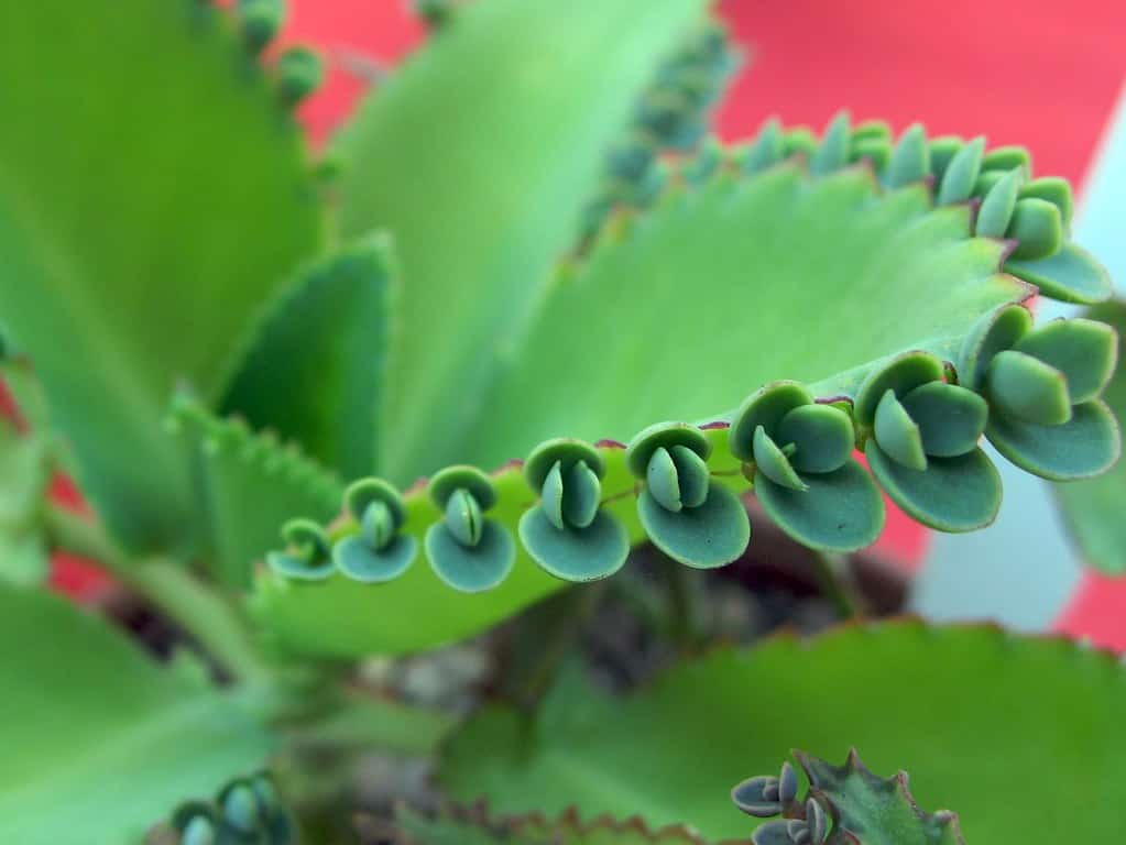 mother of thousands @flickr