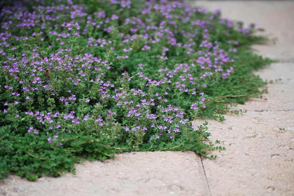 Creeping thyme @flickr