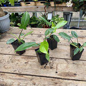 Philodendron Florida Green 2.5" pot Live Plant