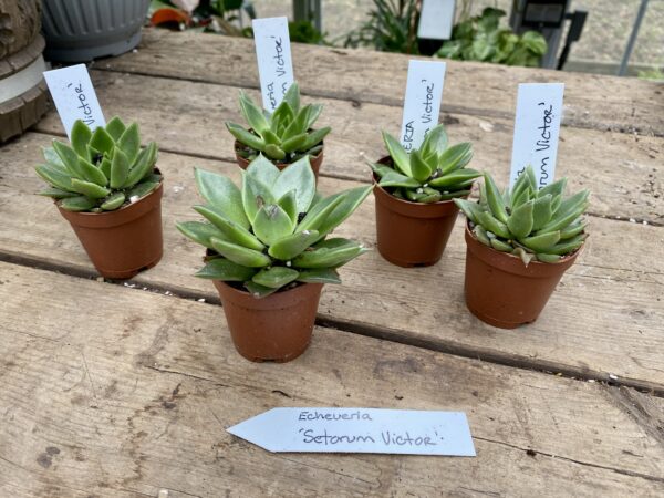 Succulent Echeveria Setorum Victor 2″ Pot Live Plant