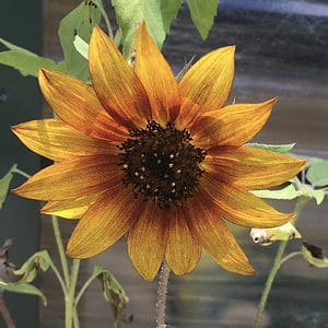 Sunflower | Ring of Fire Seeds