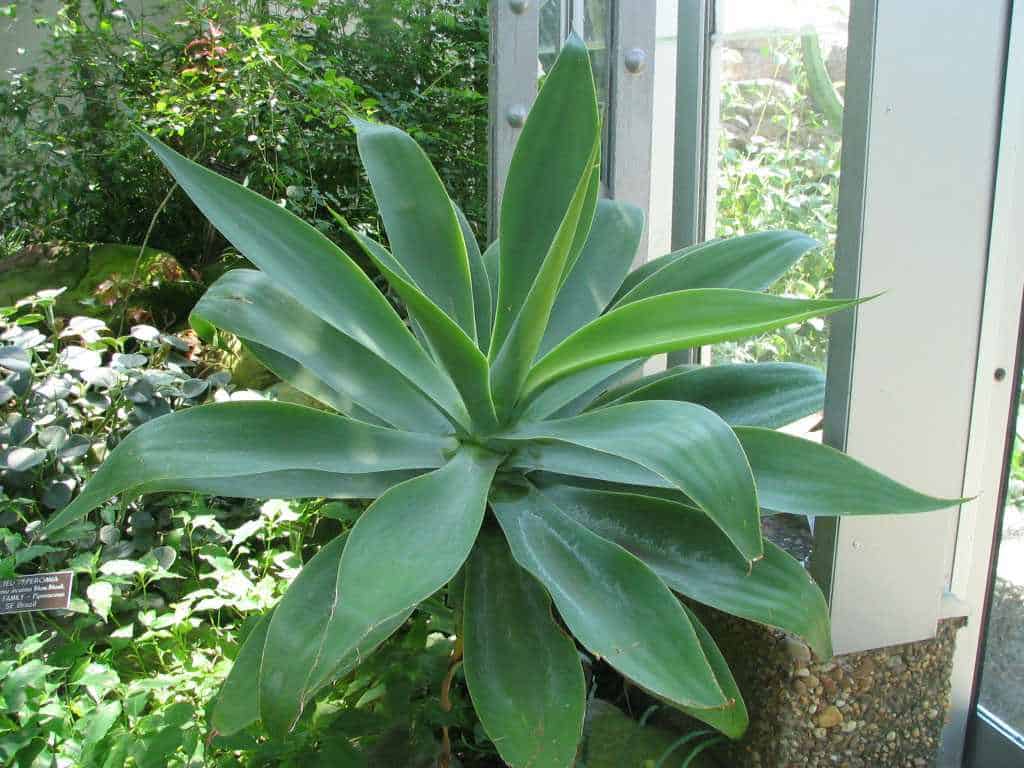 agave foxtail
