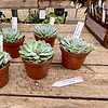Echeveria Secunda Succulent Blue 4" Pot Live Plant