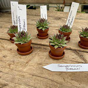 Succulent Sempervivum Brownii 1 " Pot Live Plant