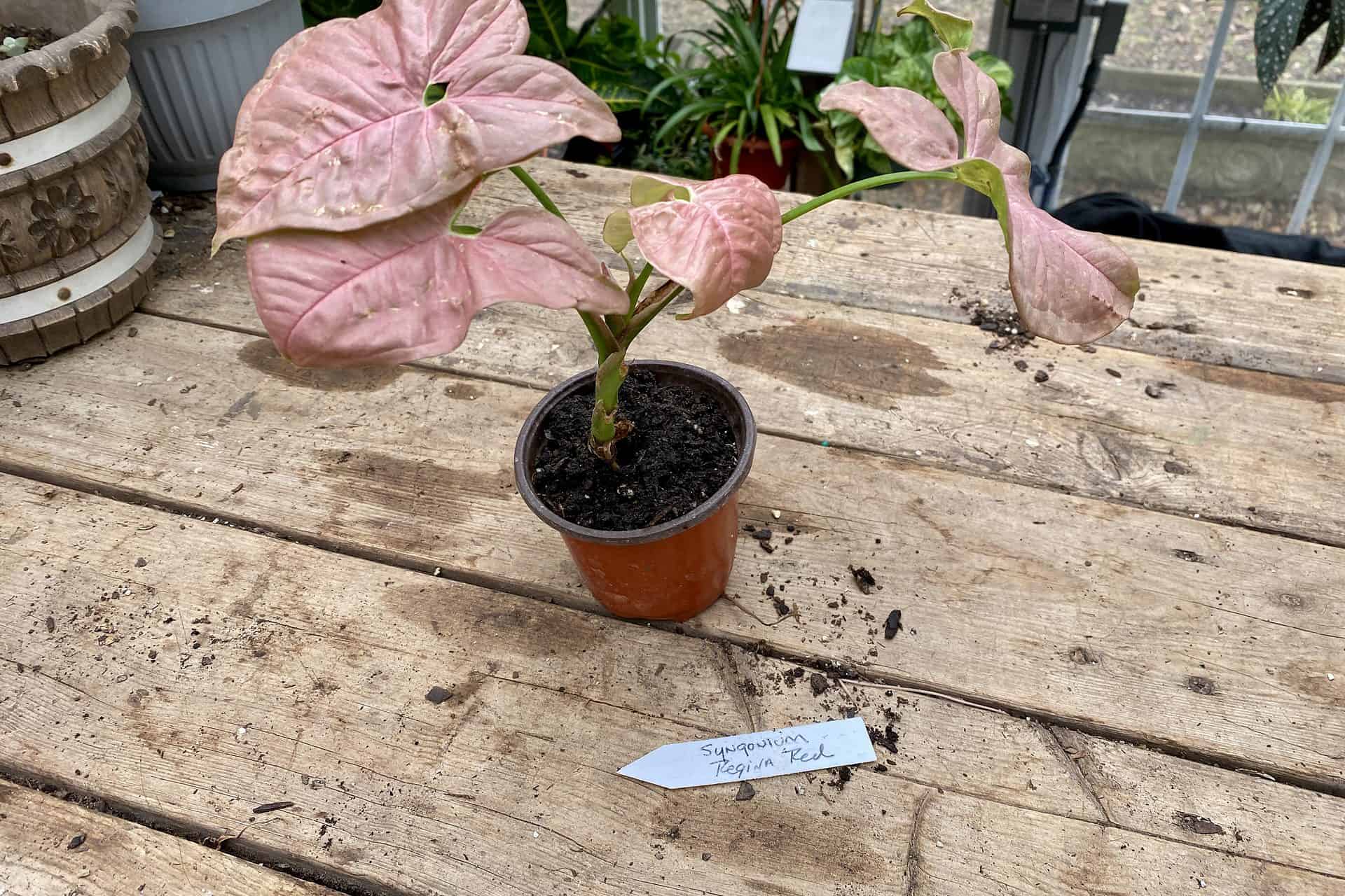 Syngonium or Arrowhead Plant Regina Red 2.5 Inch Tall Pot Starter Plant