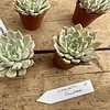 Succulent Echeveria Pinwheel 2" Pot Live Plant