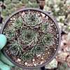 Cactiandexotica | Sempervivum Calcareum Greenii | 4" Pot