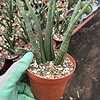 Snake Plant | Sansevieria cylindrica | 4" Pot