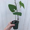 Black Mucuna Pruriens seedling in 3" pot
