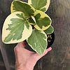 Peperomia Obtusifolia Variegata in 3" pot