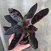 Purple Waffle Plant, Hemigraphis alternata - Potted in a 4" pot with soil