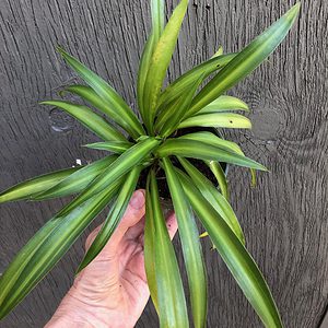 Spider Plant - Chlorophytum comosum in 3" pot
