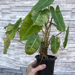 Philodendron Burle Marx Plant in 4" pot