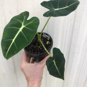 Alocasia 'Frydek' - Elephant Ear Plant in 4" pot