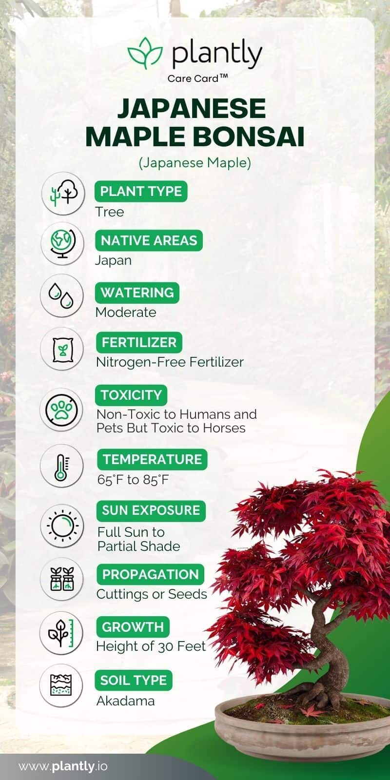 Japanese Maple Bonsai Complete Care Guide Plantly