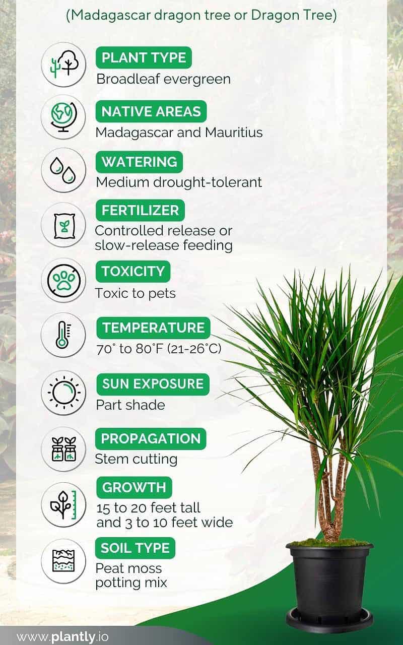 Madagascar Dragon Tree Plant Care & Ultimate Growing Guide