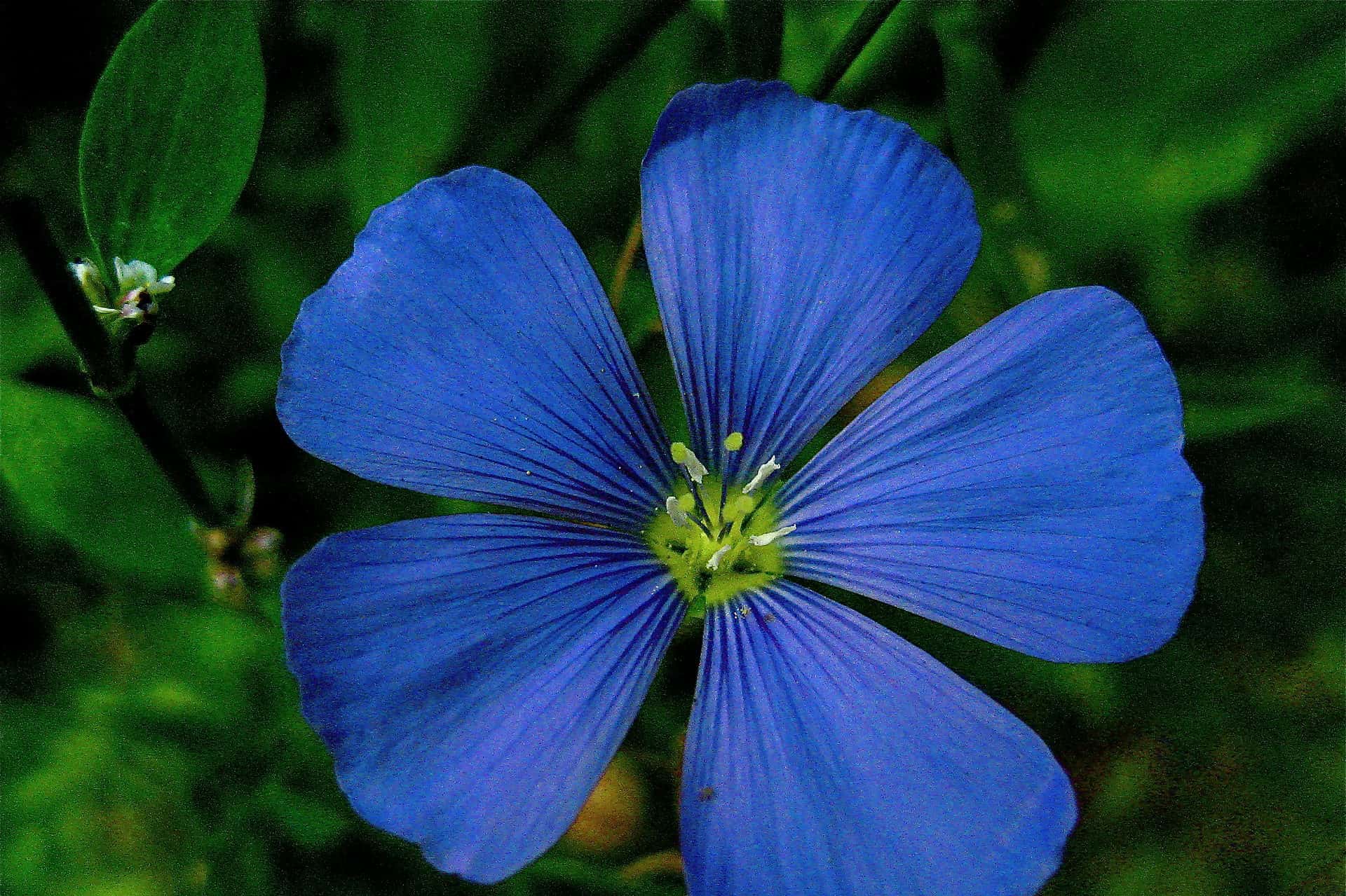 blue flax flower