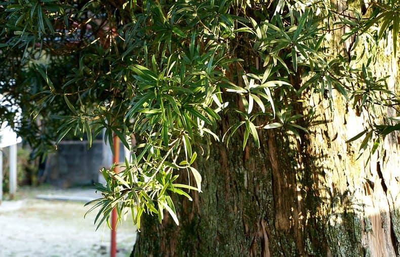Podocarpus tree